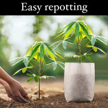 Lade das Bild in den Galerie-Viewer, Anzuchtbeutel | 100 Stück