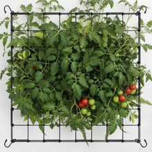 Lade das Bild in den Galerie-Viewer, Scrog Netz 120x120, Pflanzennetz mit 4 Haken
